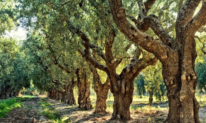 Grove of ancient olive trees. Mediterranean fields.