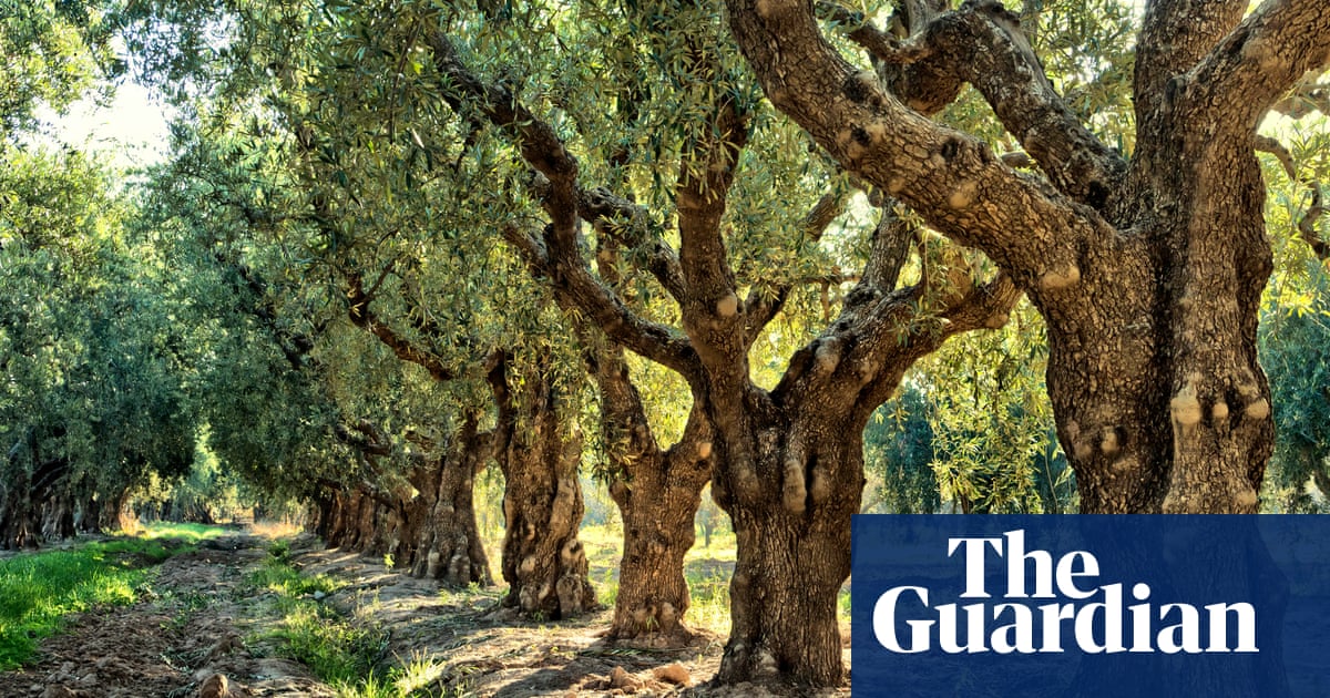 Изследователите разгледаха данните за 400 годишните пръстени на дърветата и откриха