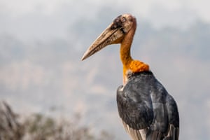 Towering at 1.5m tall and with a wingspan of 2.5m, greater adjutants are the most endangered species of stork on the planet.