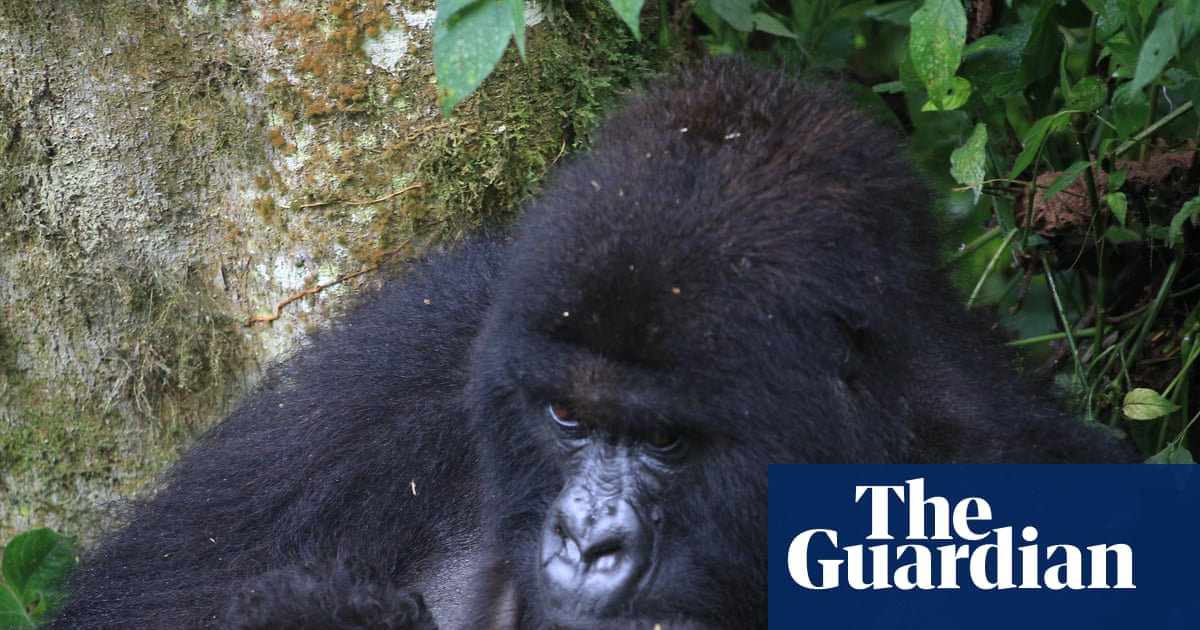 ‘Extraordinary event’ for mountain gorillas as new twins born in DRC