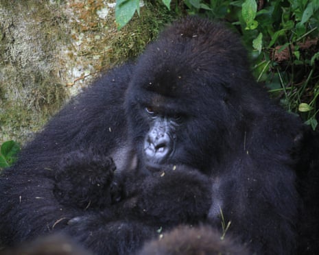 A large gorilla cradles two infants