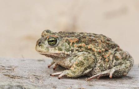 A natterjack toad