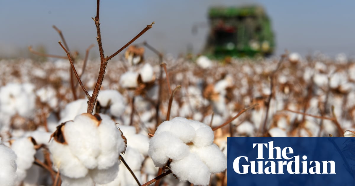 Xinjiang: more than half a million forced to pick cotton, report suggests