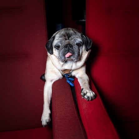 Marmaduke the pug looking between red seats at the Curzon cinema in Canterbury
