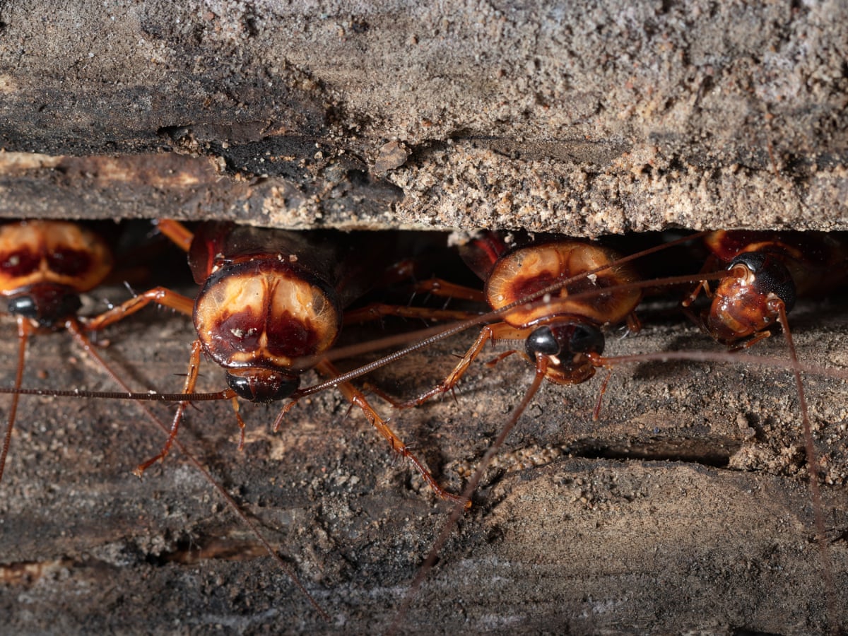 do cockroaches eat cigarettes Smoking Roach' snuffs out 'Pizza Rat' as NYC's grossest vermin Tobacco smoke contains arsenic and