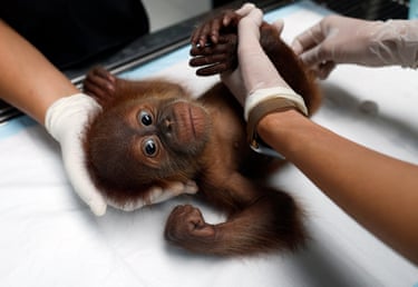 A vet checks over a baby orangutan seized from traffickers in Bangkok, Thailand