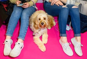 Dog sitting on floor between two girls' legs at Crufts dog show 2019