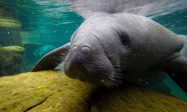 A manatee swims in a recovery pool in Tampa, Florida.