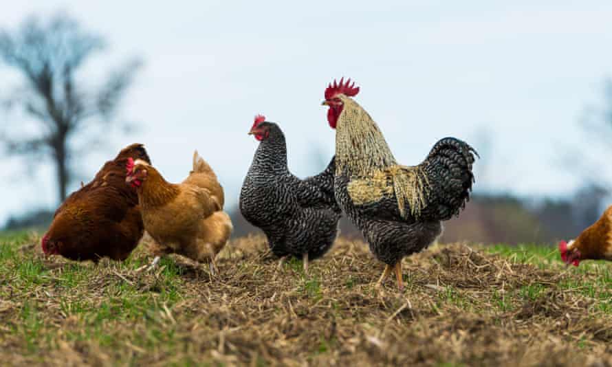 Free range chickens on an organic farm.