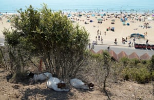 Goats shelter in the shade on the cliffs above Bournemouth beach in Dorset