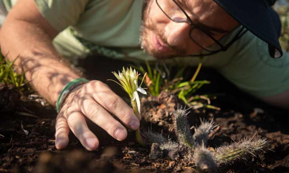 Fernando Silveira, professor at the Federal University of Minas Gerais, examines a rare specimen of Arthrocereus glaziovii