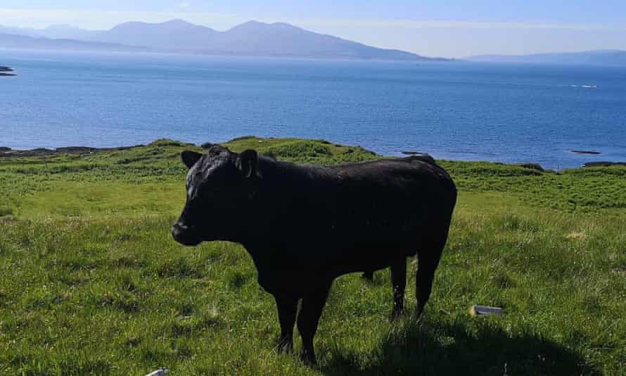 Un toro en Balliemore Farm.