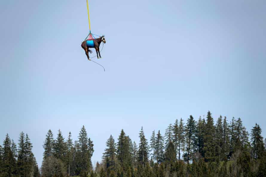 A picture taken on April 9, 2021 in Saignelegier shows a horse being airlifted during a test by Swiss army forces on hoisting horses with a helicopter.