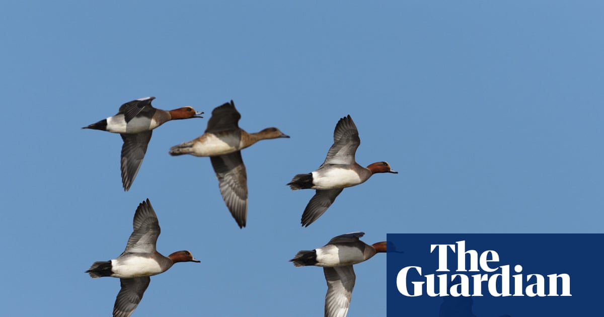 Country diary: Eyes to the skies for autumn's mass migration | Lev Parikian