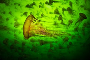Photo taken from below of scores of jellyfish silhouetted as they swim in green water