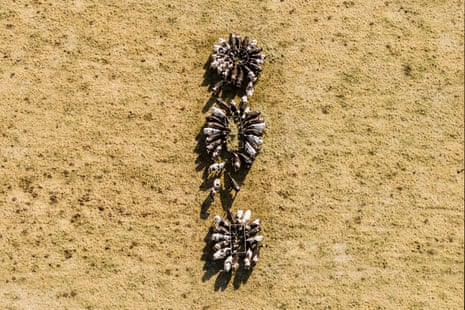 Cows circle around the only patch of grass on a parched field.