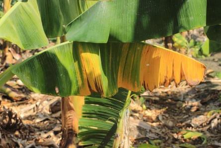 Yellow leaves on a banana tree