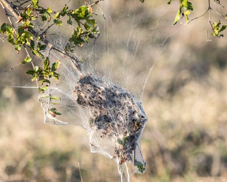 African social spider nest.