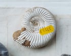 One of UK’s best fossil collections sold overseas in ‘loss to the nation’