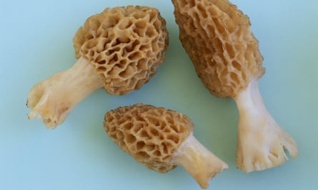 Several morel mushrooms