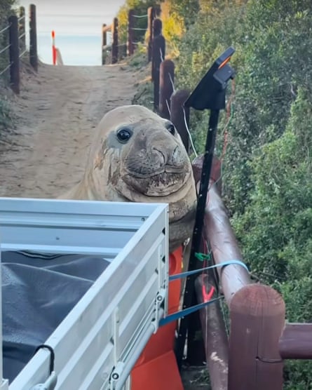 Neil the seal looks down the barrel of a camera taking his photo in Tasmania, Australia