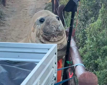 Neil the Seal, Hobart, Tasmania. 2026