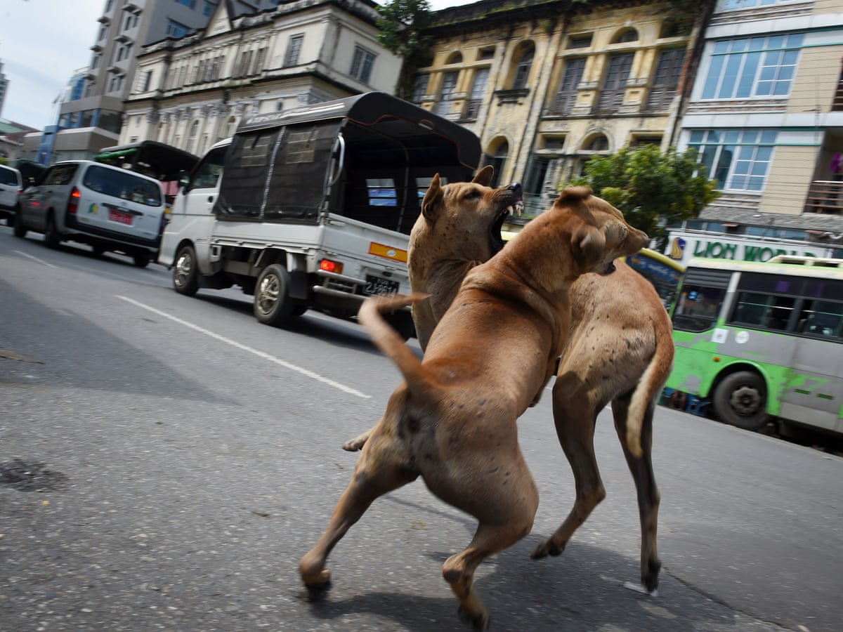 Dog in Rangoon sex Yangon Chinatown