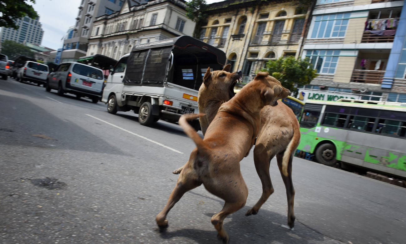 Dogs fight in Yangon