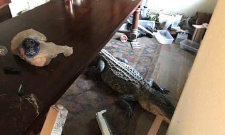 An alligator under a dining table