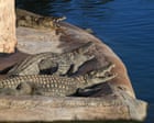 Man arrested after boy, 3, injured in Cambridgeshire zoo crocodile enclosure