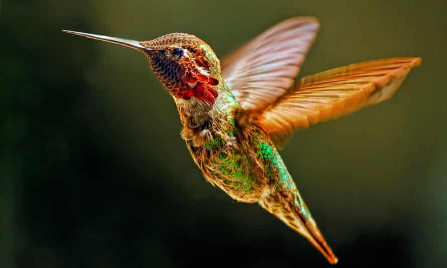 An Anna's hummingbird
