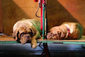 French mastiffs relax on the benches
