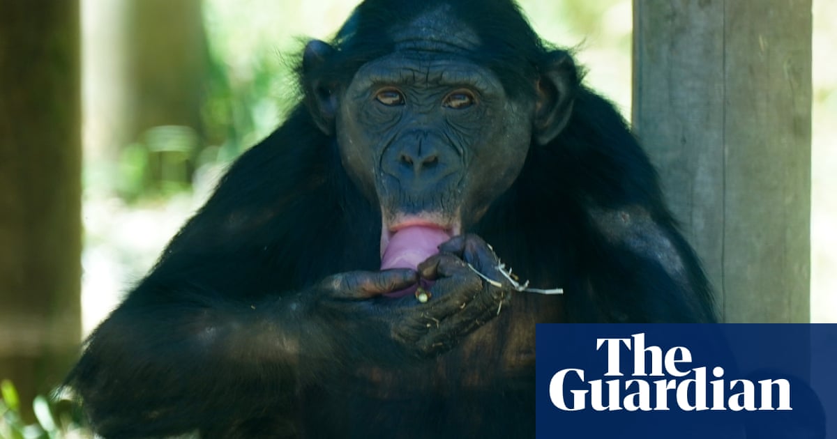 Humans were not the only primates to get lockdown blues, UK study finds