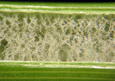 Peeling Juncus leaves exposes the spongy pith, used for rushlight wicks.