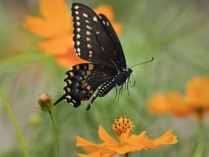 A female black swallowtail butterfly in flight.