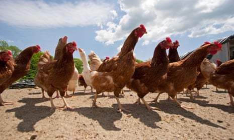 The four largest chicken producers in the country, which include Tyson Foods and Pilgrim’s Pride, control more than half of the chicken market and 57% of the turkey market.