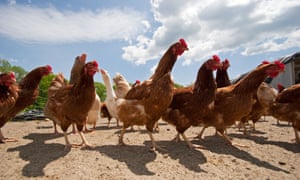 Chickens in a farmyard