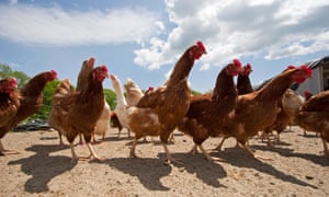 The domestic chicken is a serious contender to be a fossil that defines the Anthropocene for future geologists.