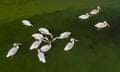 Aerial view of white pelicans feeding during an algal bloom of cyanobacteria in Lake Elsinore, California