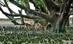 Wild deer in the Sundarbans, the largest mangrove forest in the world.