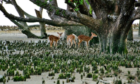Wild deer in the Sundarbans
