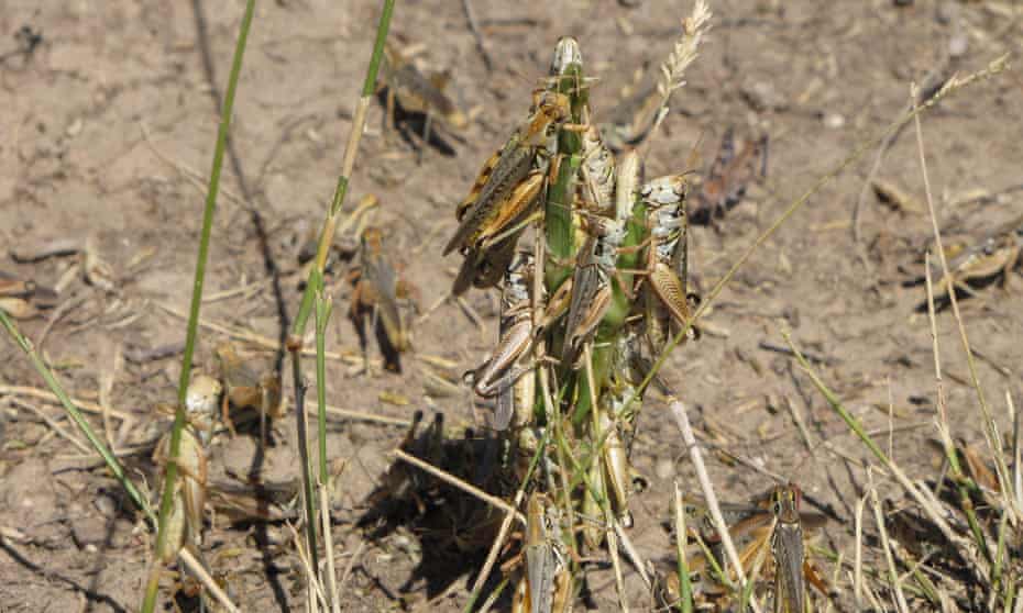 Oregon and Montana have been the hardest hit by the grasshopper swarms, particularly in the arid eastern flank of both states.