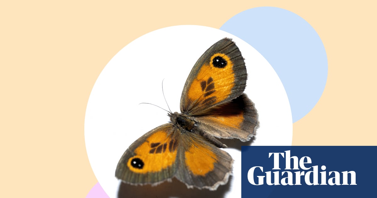 Stop mowing the lawn – and five more ways to save Britain’s ‘charming’ and ‘polite’ gatekeeper butterflies