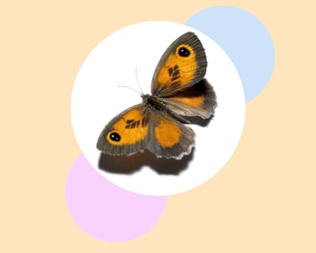 Gatekeeper butterflies