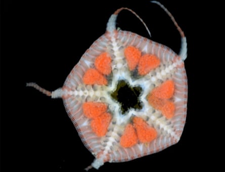 A five-sided orange creature with an opening in the middle and arms coming off at the points