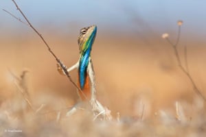Finalist: Warrior of the grassland. The male fan-throated lizard is highly territorial, constantly scanning his territory from the highest viewpoint. This image was taken in Maharashtra, India, during the breeding season