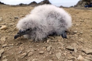 Um bebê yunco caminhando na Ilha Chañaral no arquipélago de Humboldt, Chile. O petrel mergulhador ou yunco, uma pequena ave marinha em perigo de extinção, voltou a se reproduzir depois de quatro décadas naquele que era seu maior habitat no mundo, a ilha de Chañaral, segundo uma autoridade ambiental