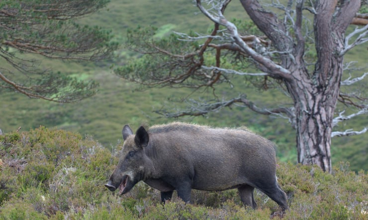 Rangers corral feral pigs thought to have been released in Cairngorms Rangers corral feral pigs thought to have been released in Cairngorms