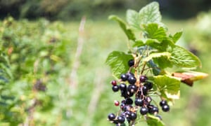 Hacer 2017 su año de jardinería 4 Blackcurrant bush