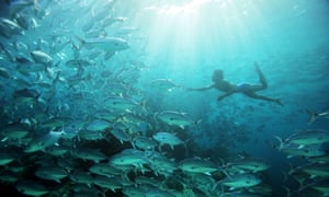 A Bajau free diver swimming with jack fish near a reef.